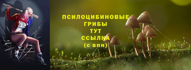 Псилоцибиновые грибы Psilocybe  Красный Кут 